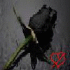 Roses avatars