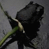 Roses avatars