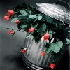 Roses avatars