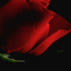 Roses avatars