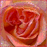 Roses avatars