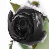 Roses avatars