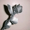 Roses avatars