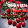 Roses avatars