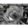 Roses avatars