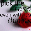 Roses avatars