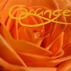 Roses avatars