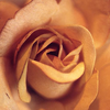 Roses avatars