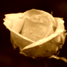 Roses avatars