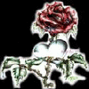 Roses avatars