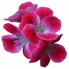 Roses avatars