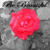 Roses avatars