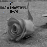 Roses avatars