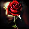 Roses avatars