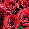 Roses avatars