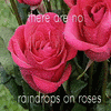 Roses avatars