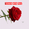 Roses avatars