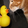 Rubber duck avatars
