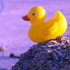 Rubber duck avatars
