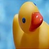 Rubber duck avatars