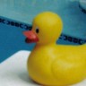 Rubber duck