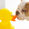 Rubber duck avatars