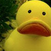 Rubber duck avatars