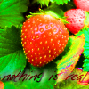 Strawberry avatars