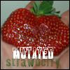 Strawberry avatars