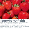 Strawberry avatars