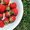 Strawberry avatars