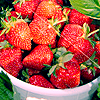 Strawberry avatars