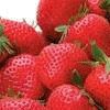 Strawberry avatars