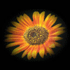 Sunflower avatars