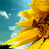 Sunflower avatars