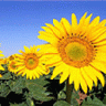 Sunflower avatars