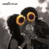 Sunflower avatars