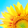 Sunflower avatars