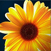 Sunflower avatars