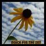 Sunflower avatars