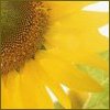 Sunflower avatars