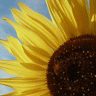 Sunflower avatars
