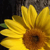 Sunflower avatars