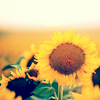 Sunflower avatars