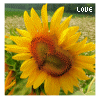 Sunflower avatars