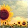 avatari - Page 2 Avatars-sunflower-327113