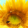 Sunflower avatars