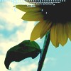 Sunflower avatars