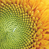 Sunflower avatars