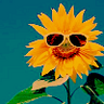 Sunflower avatars